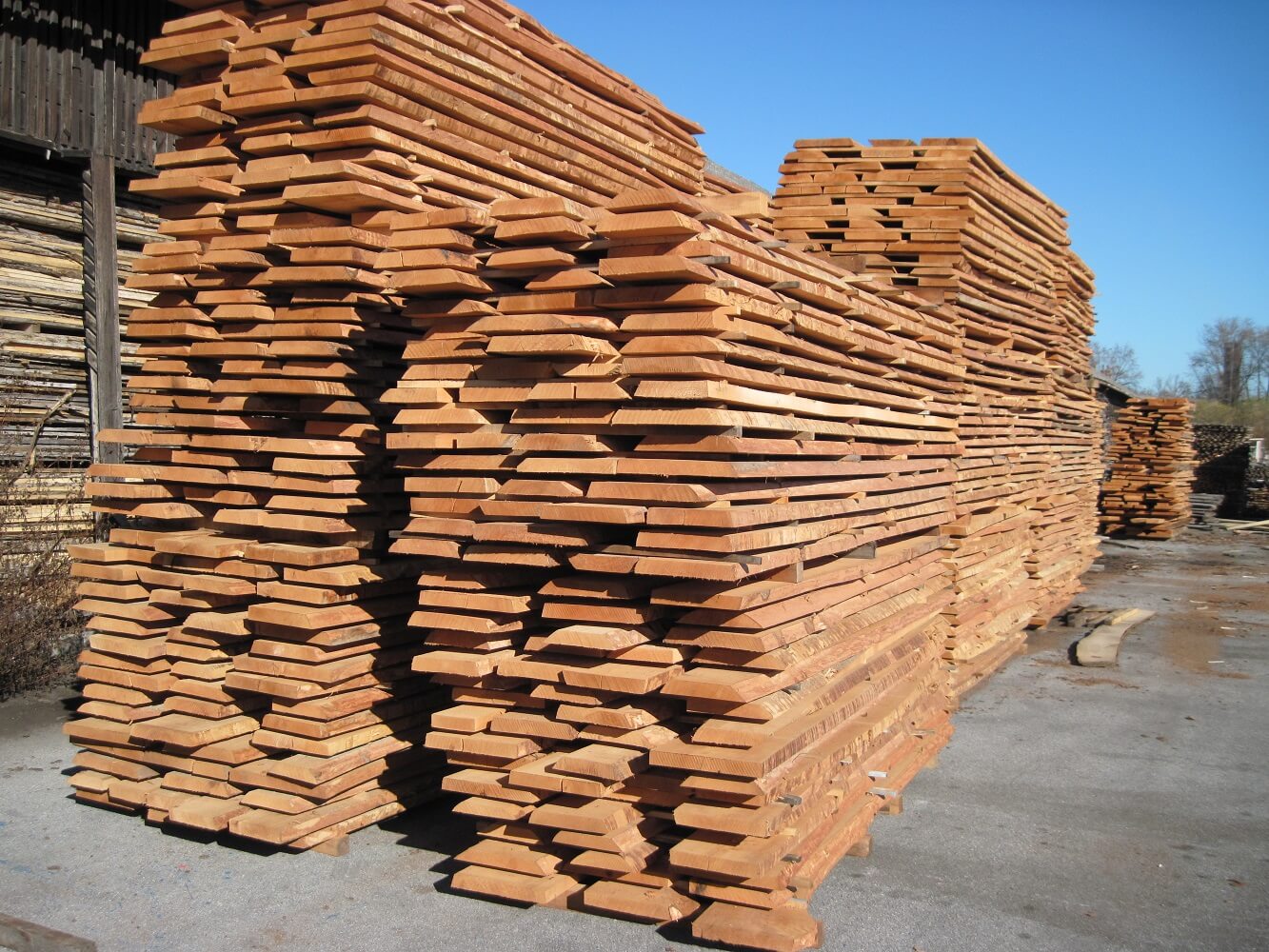 unedged beech wood lumber supply