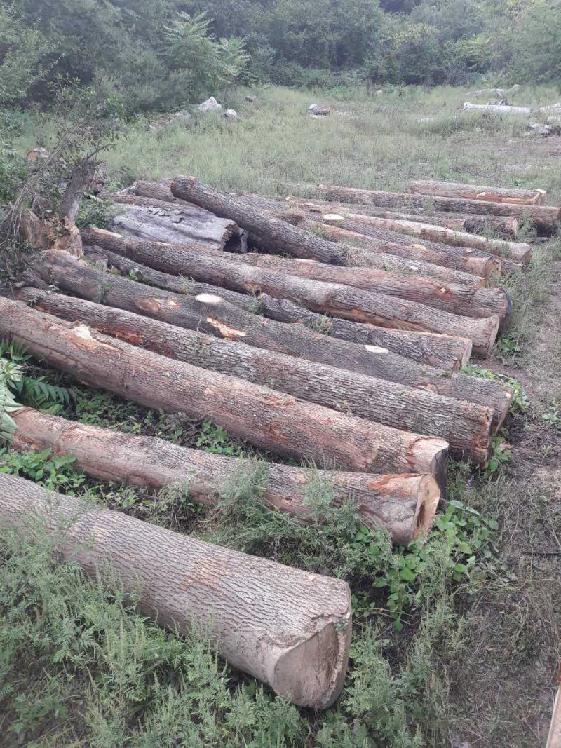 Red oak logs oak wood logs Mijatovic Ltd wood supplier