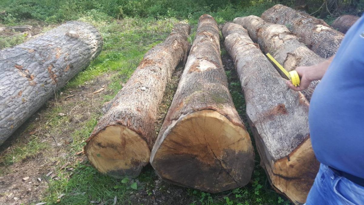 Red oak logs oak wood logs Mijatovic Ltd wood supplier