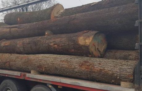 red oak logs - profile