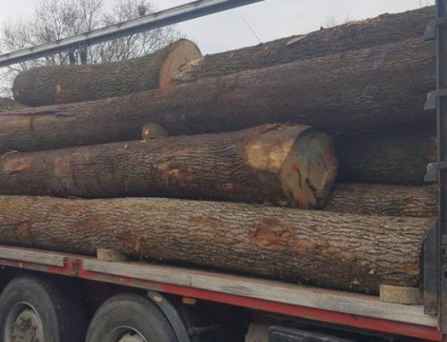 Red oak logs